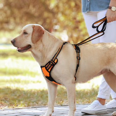 Sangle de poitrine pour animaux de compagnie corde de traction  anti-déflagrante pour chien de chasse Blocage de couleur bleu orange - M