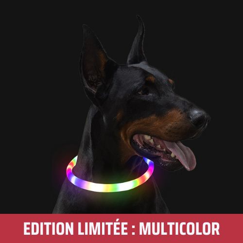 Collier lumineux pour chien | LightColar™