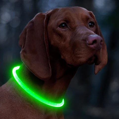 Collier lumineux pour chien | LightColar™