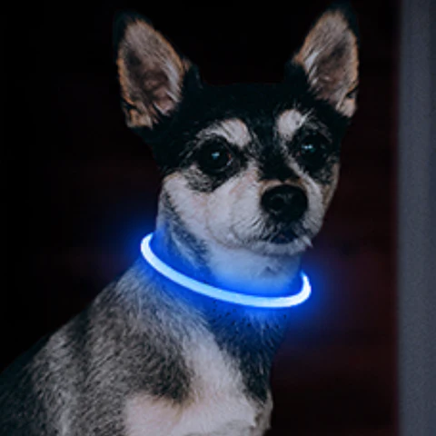 Collier lumineux pour chien | LightColar™